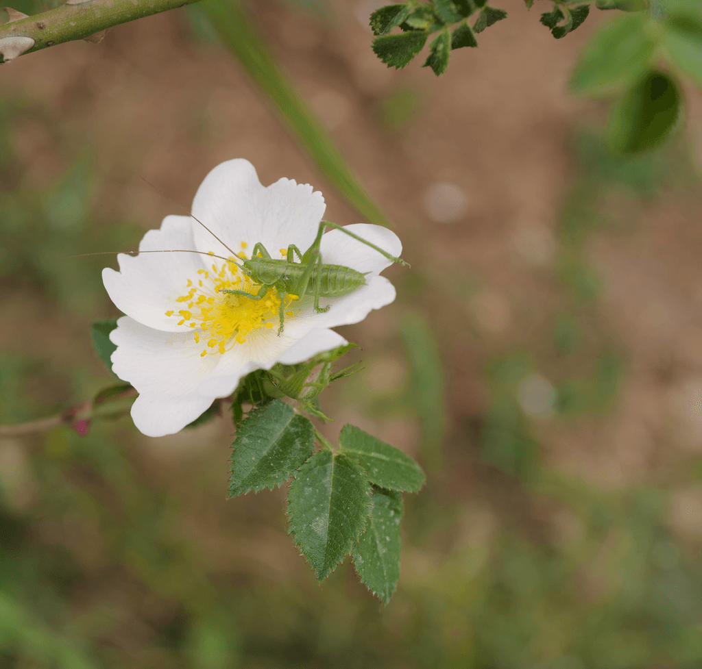 hero-ars-olearia-04